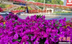 澳门葡京网站 三角梅已成为漳州市一个特色花卉产业